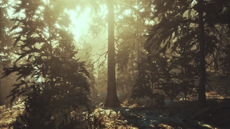 golden sunlight filters through tranquil forest trees at dawn