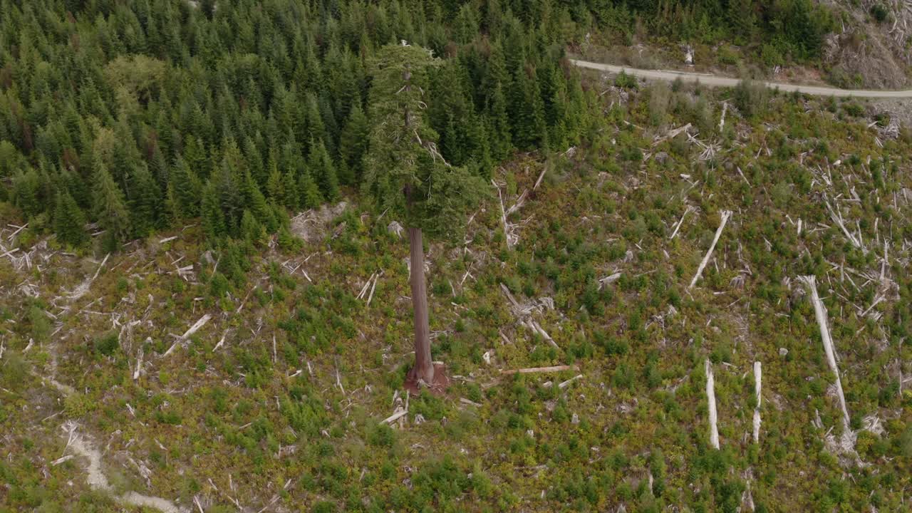 4K drone shot of Big Lonely Doug, Canada's 2nd largest Douglas fir tree near Port Renfrew, British Columbia