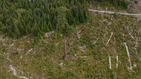 4k drone shot de gran doug solitario, el segundo abeto douglas más grande de canadá cerca de port renfrew, columbia británica