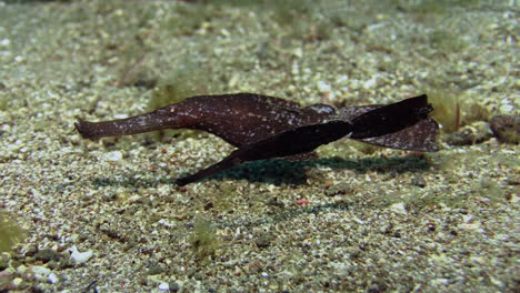 couple of brown robust ghost pipefish hovering over sandy bottom, camera zooms in, medium shot during day