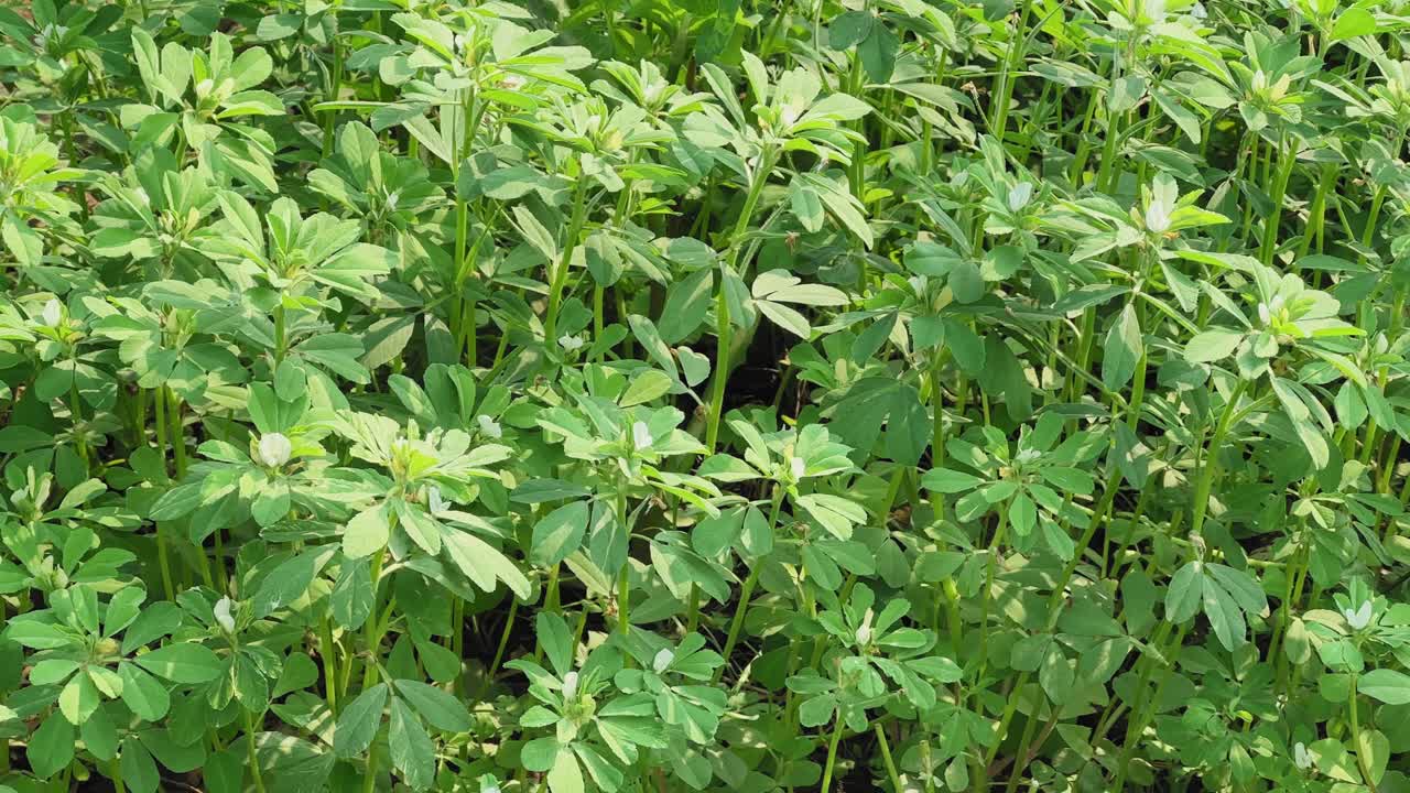 農場に密生する緑豊かなフェヌグリークの植物のトラッキングクローズアップ。健康的な葉の質感、直立した茎、自然な農業の成長パターンが映し出されている
