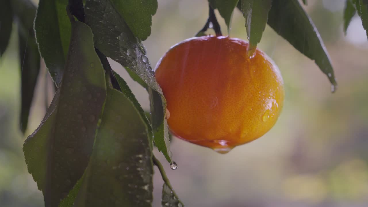 Frugterne fra mandarintræet i regn og sol