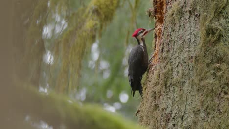 male pileated woodpecker looking for food, close up