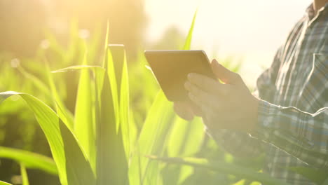 cerca de la mano del agricultor usando un teléfono móvil o una tableta de pie en el campo de arroz con la hoz de la hoz o el gancho para la cosecha