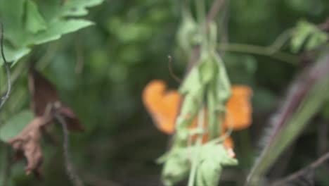 in this cinematic slow-motion shot, the camera zooms out, capturing vibrant green plant leaves in sharp focus