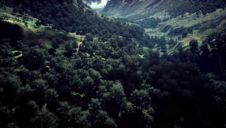 shot-of-a-creek-in-the-middle-of-green-woods-surrounded-by-hills