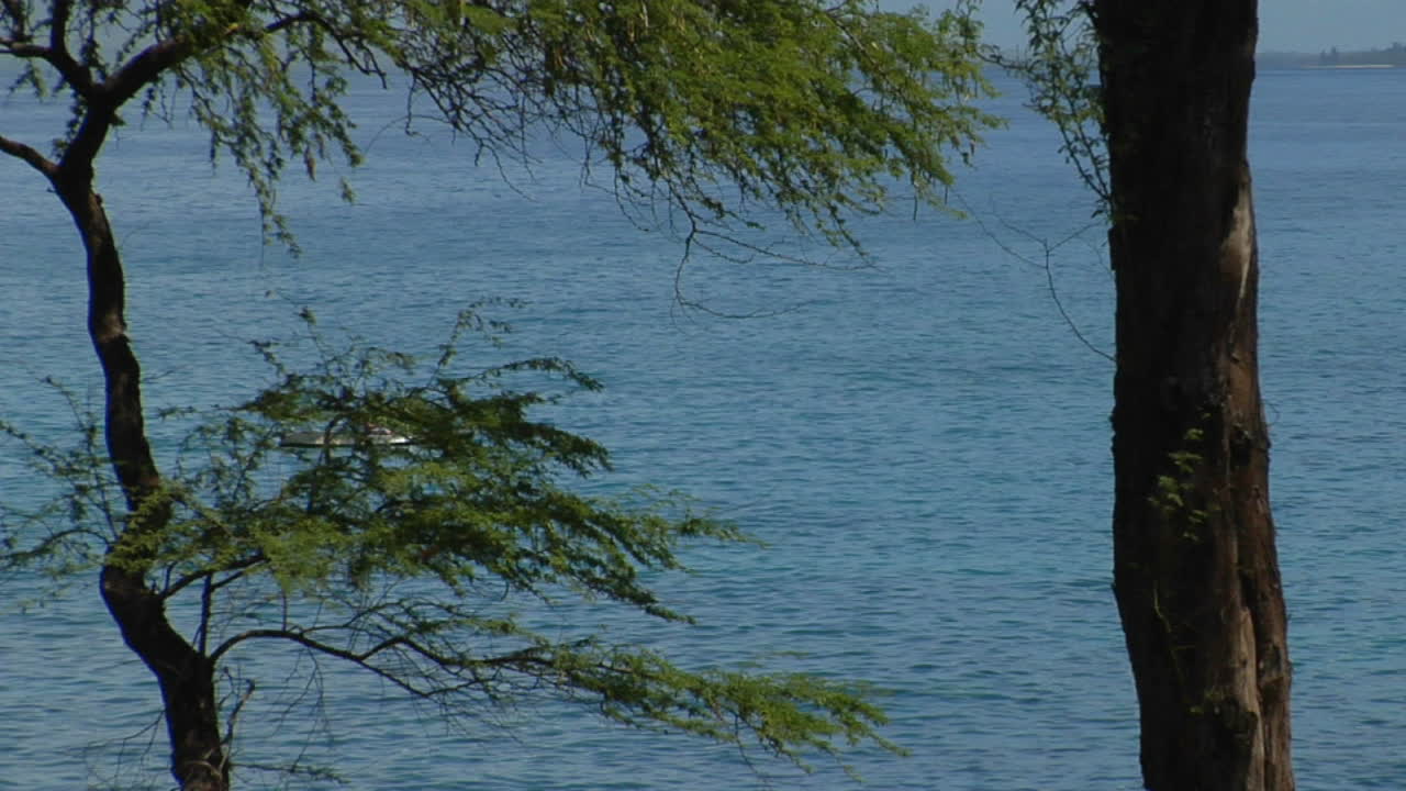 숲을 통해 보이는 열대 섬을 통과하는 카약