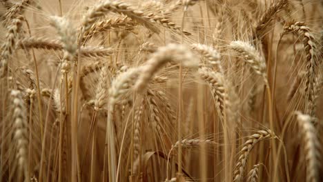 grain heads of a growing wheat crops