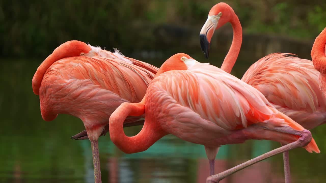 American flamingo, phoenicopterus ruber standing with one foot in the shallow water environment, resting and sleeping with its bill tucks under the plumage, close up shot