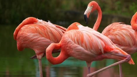 American-flamingo,-phoenicopterus-ruber-standing-with-one-foot-in-the-shallow-water-environment,-resting-and-sleeping-with-its-bill-tucks-under-the-plumage,-close-up-shot