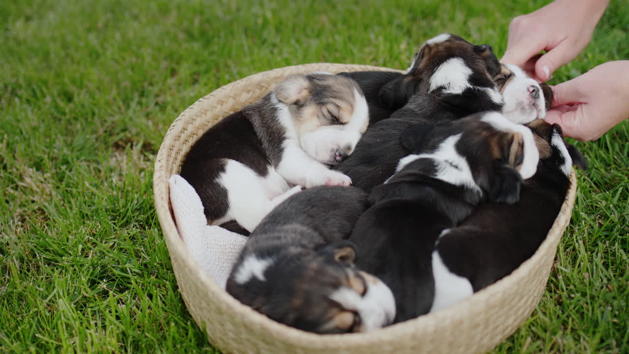 o dono dos filhotes toca suavemente os seus animais de estimação, que estão a dormir uma soneca num cesto