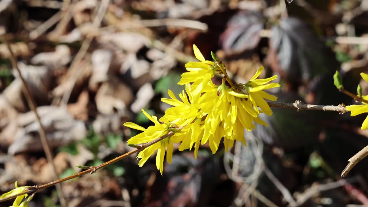 Forsythia (Golden Bells) in detail: flower and leaves in close-up with zoom in