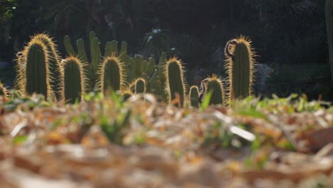 close up green cactus with yellow spines within a desert environment, city park in barcelona, montjuic. african background