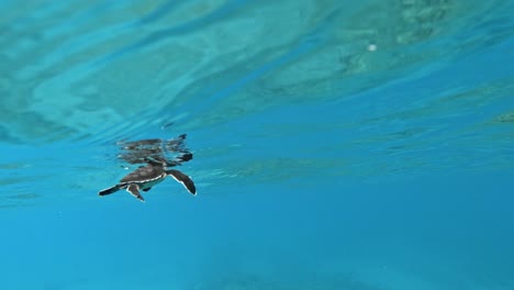 small sea turtle swimming in the blue ocean - underwater shot