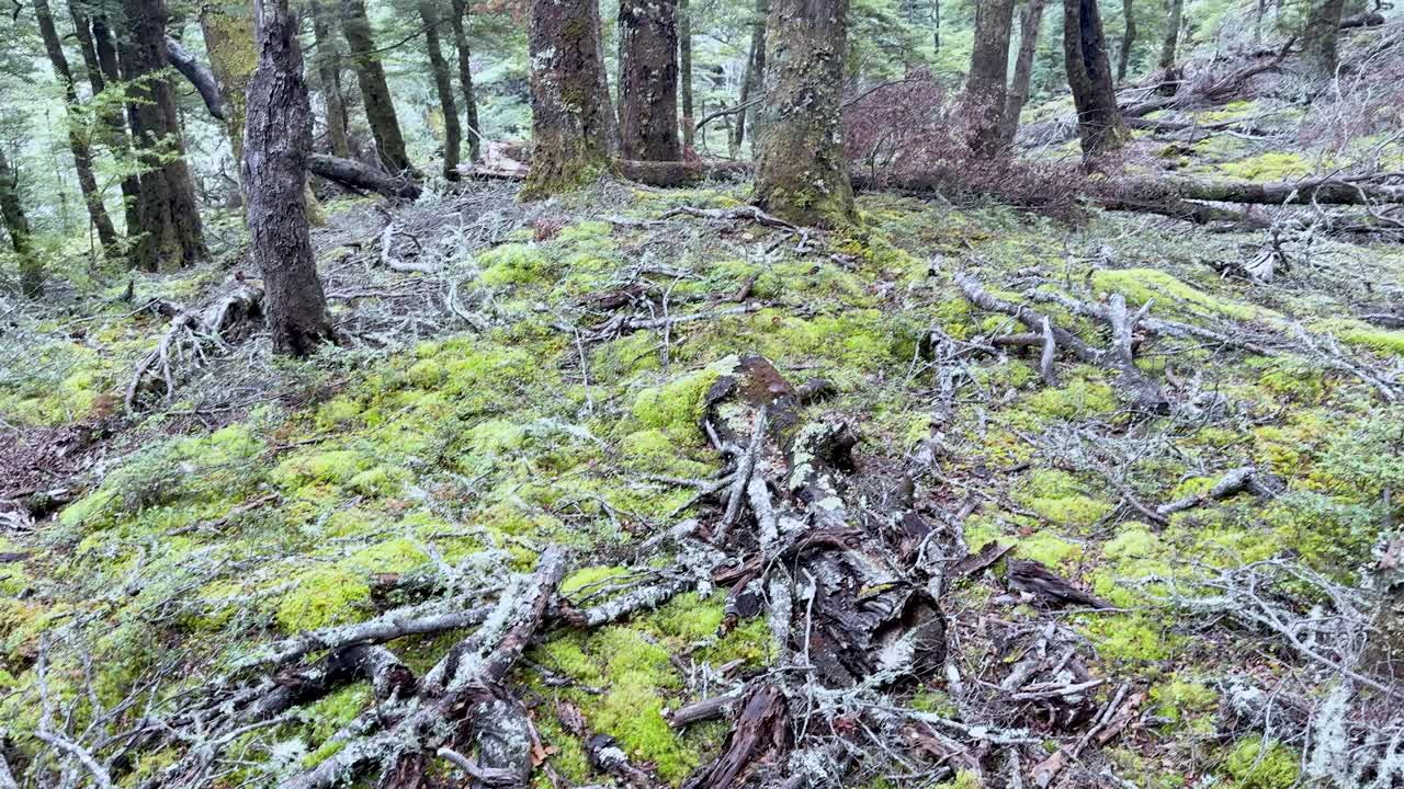 Camera glides over mossy roots and tree stumps in a lush, shaded New Zealand forest