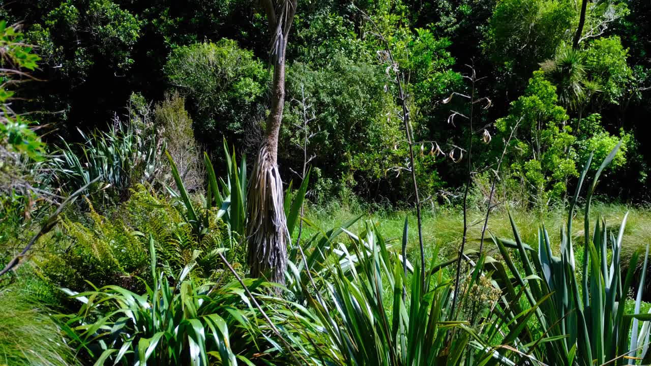 Ti kōuka New Zealand cabbage tree in forest landscape environment in wind breeze in Wellington, New Zealand Aotearoa
