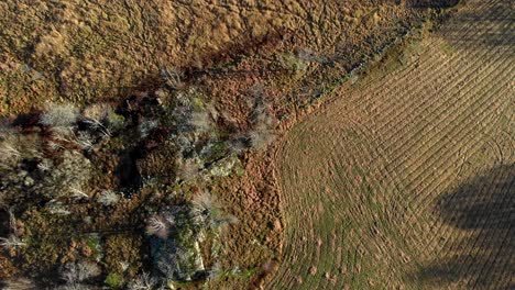 Vista-Vertical-De-Arriba-Hacia-Abajo-Del-Dron-Que-Desciende-Sobre-El-Campo-Natural-Al-Aire-Libre