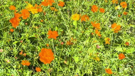 bright orange flowers in lush green surroundings