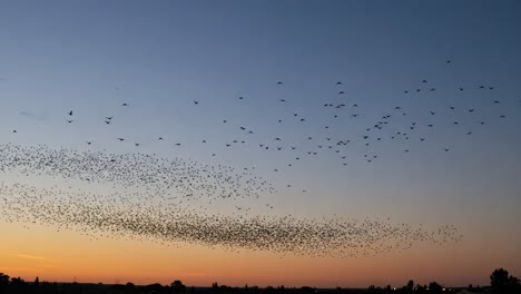 a spectacular flock of birds in flight against a vibrant dusk sky, capturing the transition from daylight to twilight with graceful movement and unity