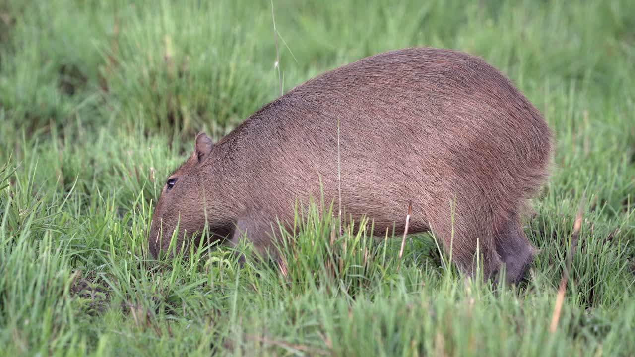 Single capybara grazing quietly in dense wetland grass, Ibera Park, Argentina.