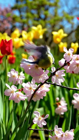 A blue tit perches on a cherry blossom branch amidst a vibrant garden of tulips