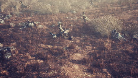 dry-grass-and-rocks-landscape