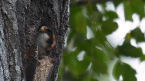 El-Falconet-De-Muslo-Negro-Es-Una-De-Las-Aves-Rapaces-Más-Pequeñas-Que-Se-Encuentran-En-Los-Bosques-De-Algunos-Países-De-Asia