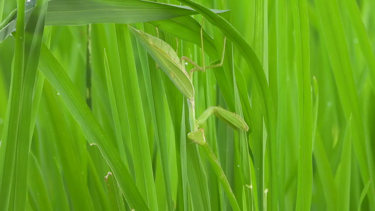 la mantis religiosa - verde - hierba