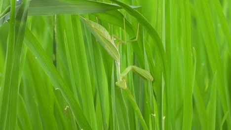 la mantis religiosa - verde - hierba