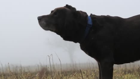 brown labrador shaking off the dirt in slow-motion