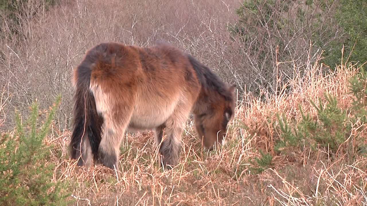 Young Exmoor Pony grazing. Somerset. England. UK