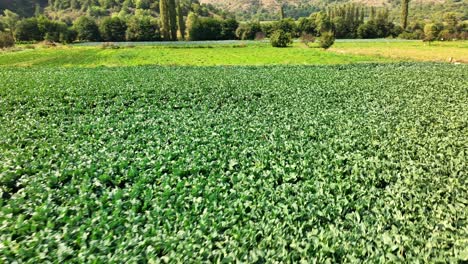 imágenes remotas de un avión no tripulado de una zona llena de vegetación