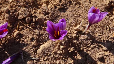 flor de azafrán púrpura de primer plano en el suelo de la granja y vista superior de la cosecha de crocus de azafrán