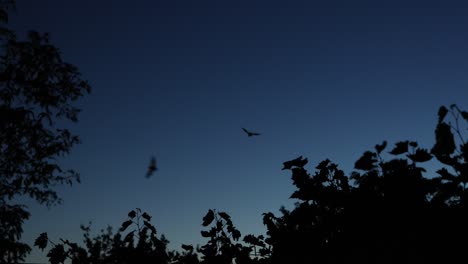 silueta de murciélagos volando por la noche sobre los árboles