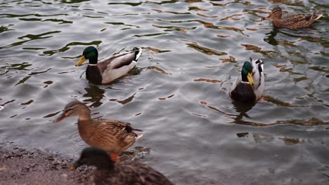 slow motion of ducks on the surface of a lake with waves