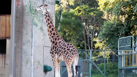 una jirafa comiendo hojas de una planta alta