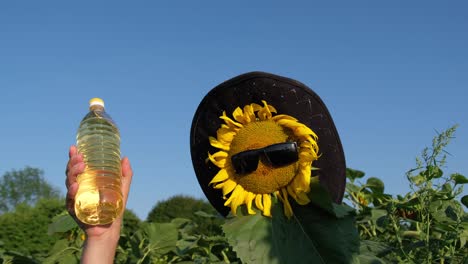 steep sunflower flower in a hat and sunglasses cool sunflower flower in a hat and sunglasses bottle of oil on a background of blue sky sunflower oil concept