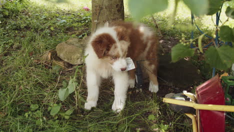 Playful-Australian-Shepherd-Dog-Puppy-Explores-and-Gets-Up-to-Mischief-in-the-Garden