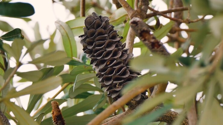 Semi di Banksia su un ramo d'albero