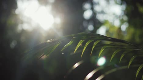 Nahaufnahme-Von-Winzigen-Käfern,-Die-Mit-Natürlichem-Sonnenlicht-Um-Die-Pflanze-Herumfliegen