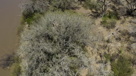 árbol de chopo sin hojas en la orilla del río grande en el espacio abierto de alameda, albuquerque, nuevo méxico