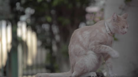 Hermoso-Gato-Blanco-Con-Canela-Disfrutando-Del-Aire-Libre-Después-De-Una-Larga-Siesta