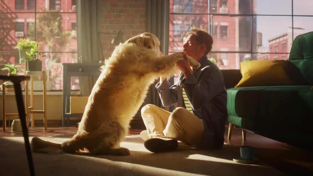 成功した若い大人の男性が自宅で犬にスナックをあげています ゴールデン・レトリバーです 男性は床に座って興奮した犬を撫でて スタイリッシュなロフトのリビングで楽しんでいます