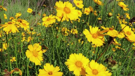 Blick-Auf-Ein-Feld-Gelber-Kamillenblüten,-Die-Sich-Im-Wind-Wiegen