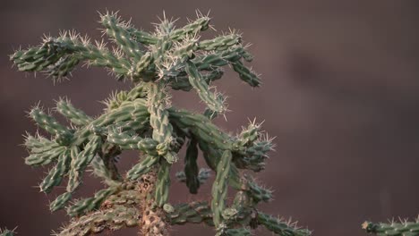 cerca de cactus soplando en el viento