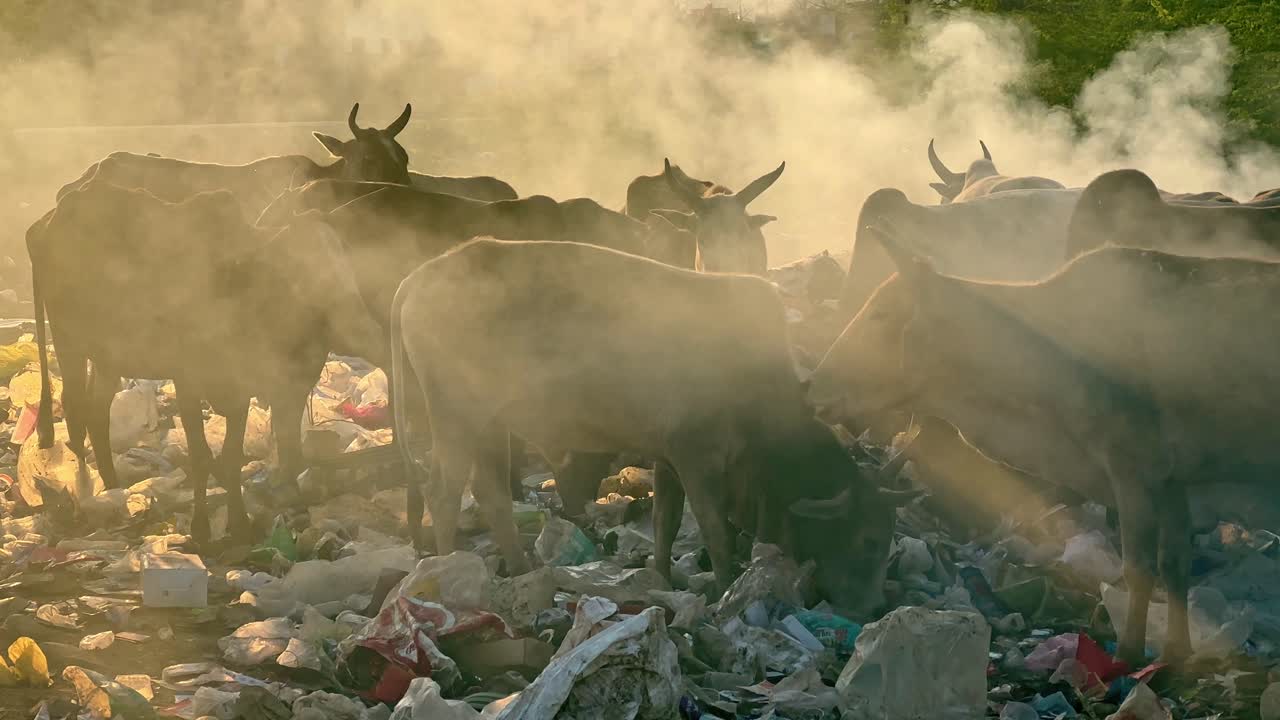 A group of cows eating garbage and it can be fatal becase harmful substances can contaminate the rumen and cause digestive upset, leading to symptoms like diarrhea or even death.