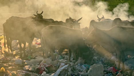 a group of cows eating garbage and it can be fatal becase harmful substances can contaminate the rumen and cause digestive upset, leading to symptoms like diarrhea or even death.