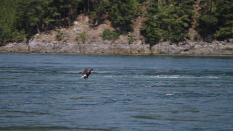 Un-águila-Volando-En-Columbia-Británica-Canadá-Sobre-El-Océano-En-Busca-De-Peces