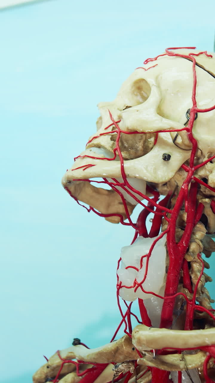 Medical skeleton model in museum