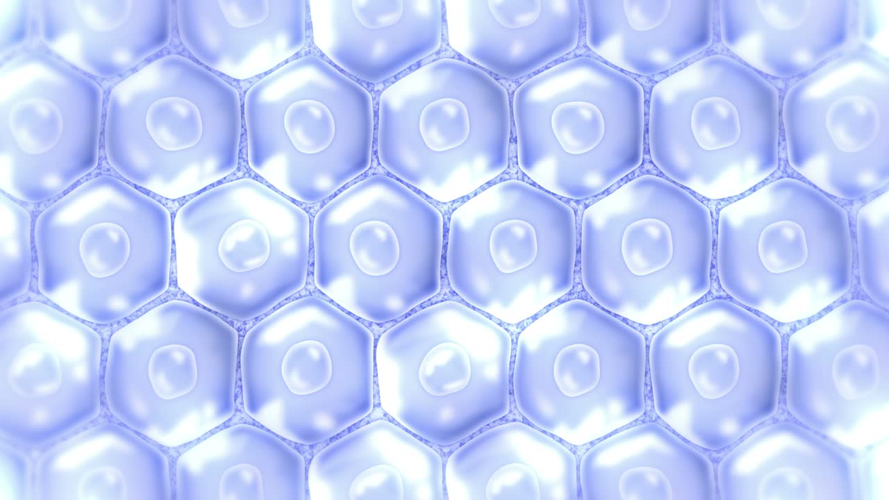 Human skin cells. Each cell with membrane. Cellular therapy. Disease treatment. Nucleus and vacuole. Regeneration. Loop animation.